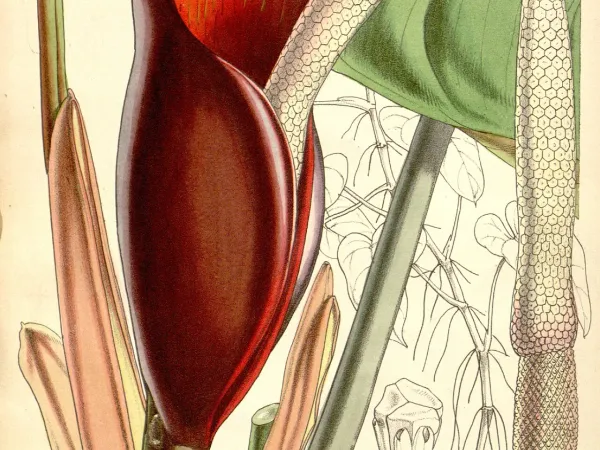 Foto von Baumfreund (Philodendron erubescens).