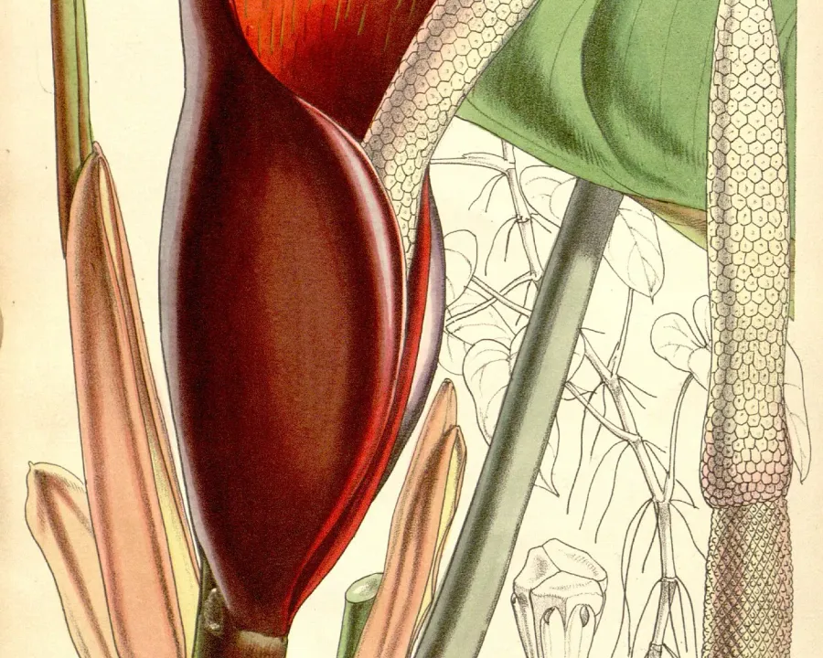 Foto von Baumfreund (Philodendron erubescens).