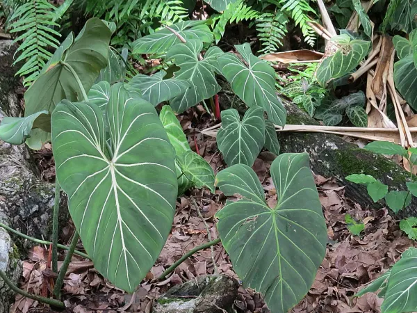 Foto von Baumfreund (Philodendron gloriosum).