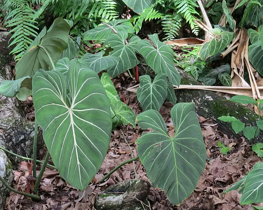 Foto von Baumfreund (Philodendron gloriosum).