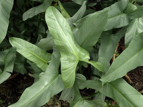 Foto von Baumfreund (Philodendron hastatum).