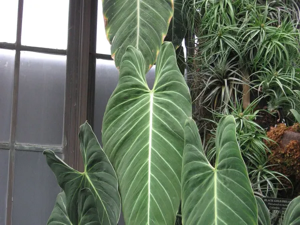 Foto von Baumfreund (Philodendron melanochrysum).
