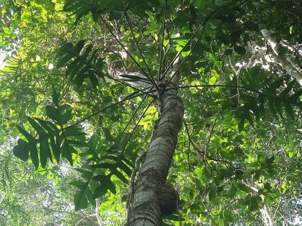 Foto von Baumfreund (Philodendron pedatum).