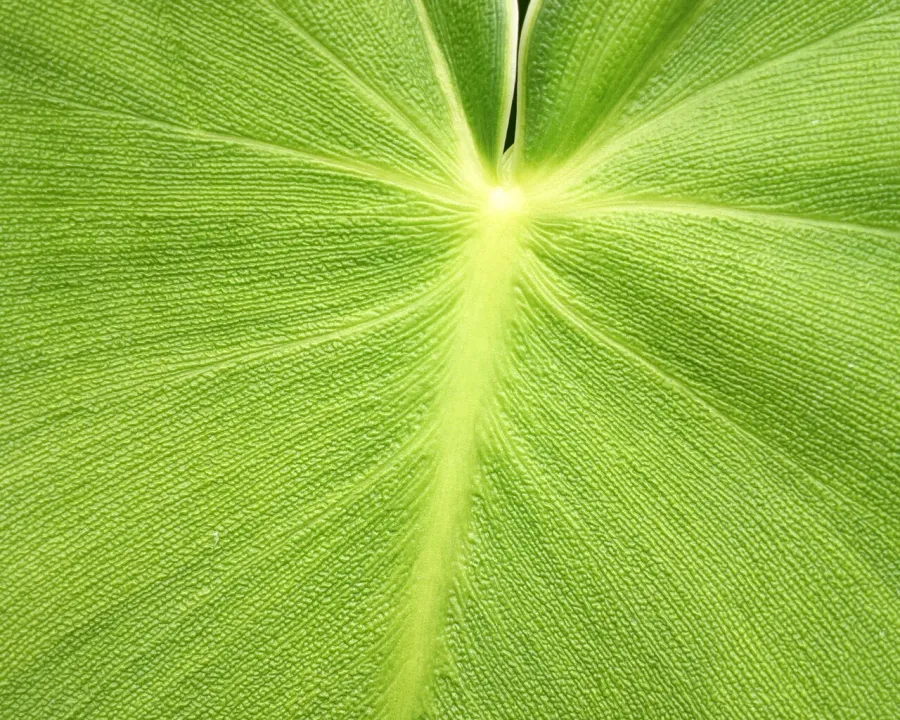 Foto von Baumfreund (Philodendron rugosum).