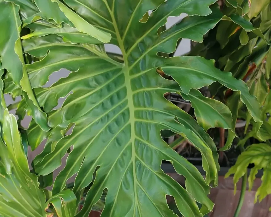 Foto von Baumfreund (Philodendron selloum).
