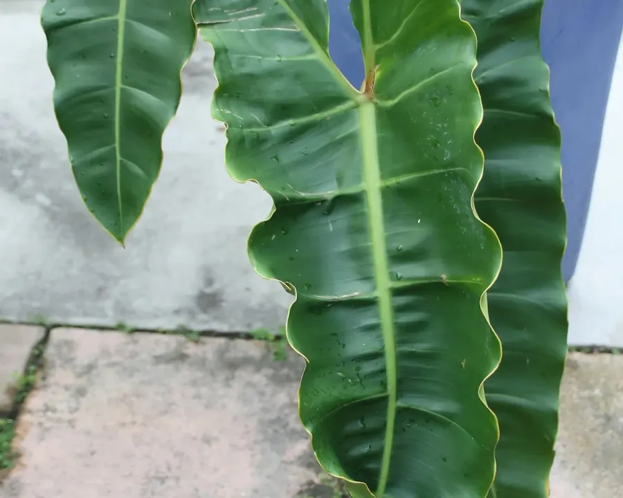 Foto von Baumfreund (Philodendron billietiae).