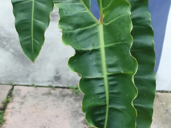 Foto von Baumfreund (Philodendron billietiae).