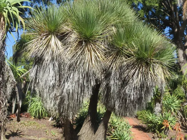 Foto von Beaucarnea (Beaucarnea stricta).
