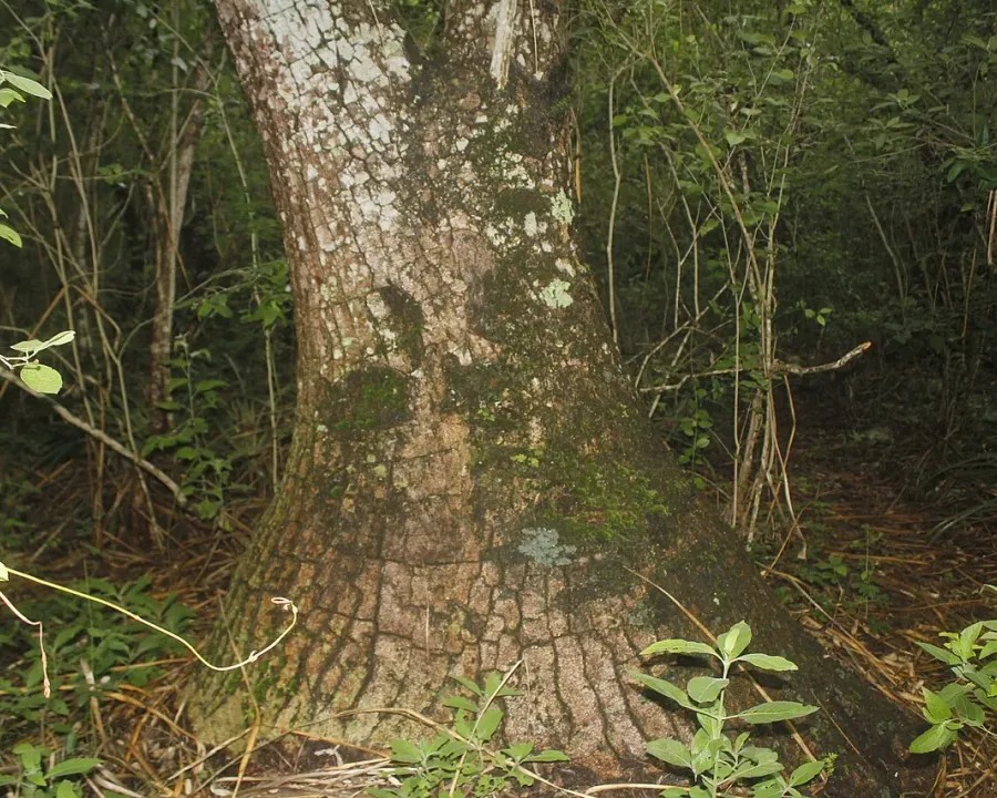 Foto von Beaucarnea (Beaucarnea recurvata).