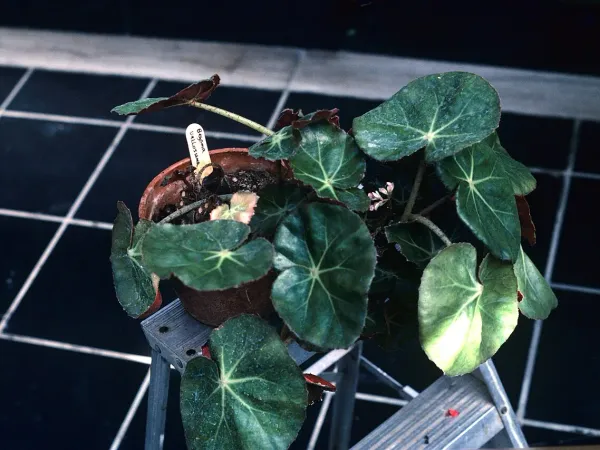 Foto von Begonie (Begonia erythrophylla).