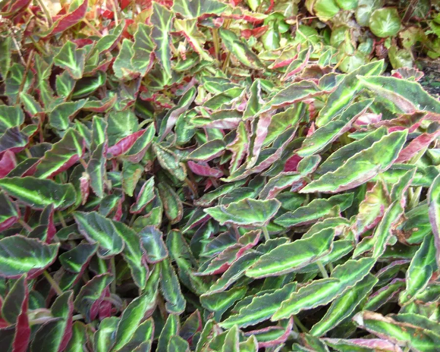 Foto von Begonie (Begonia listada).