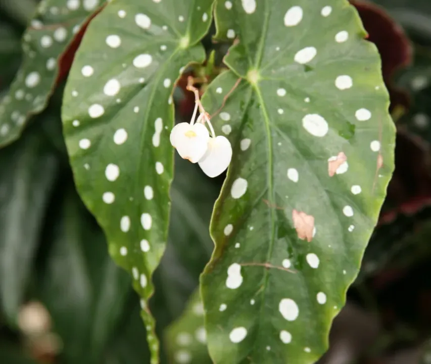 Foto von Begonie (Begonia maculata).