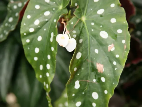 Foto von Begonie (Begonia maculata).
