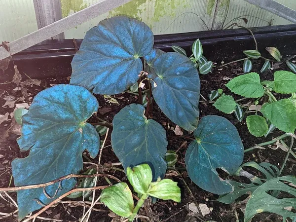 Foto von Begonie (Begonia pavonina).