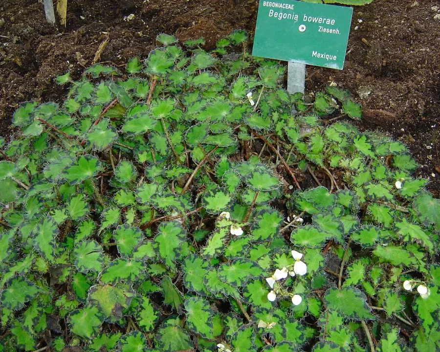 Foto von Begonie (Begonia bowerae).