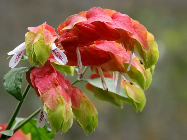 Foto von Beloperone (Justicia brandegeeana).