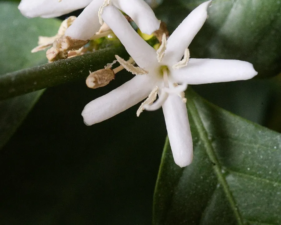 Foto von Bergkaffee (Coffea arabica).