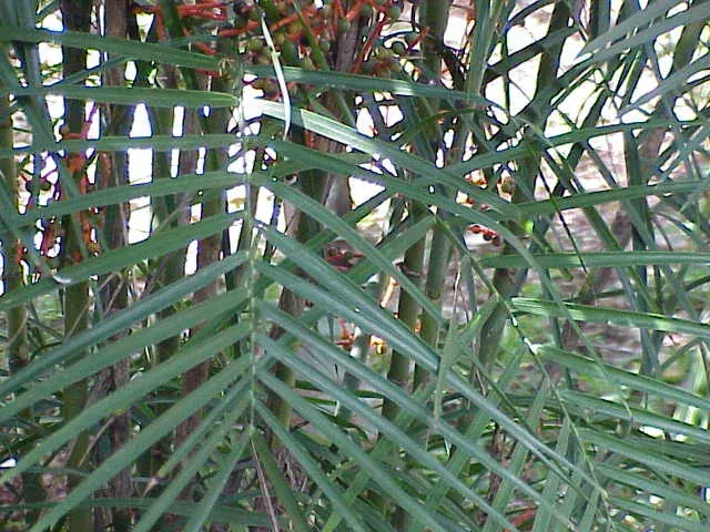 Foto von Bergpalme (Chamaedorea seifrizii).
