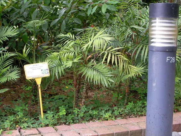 Foto von Bergpalme (Chamaedorea elegans).