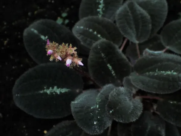 Foto von Bertolonia (Bertolonia marmorata).