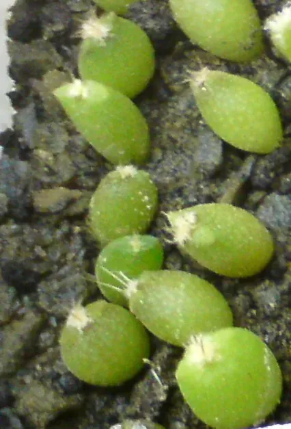 Foto von Bischofsmütze (Astrophytum coahuilense).