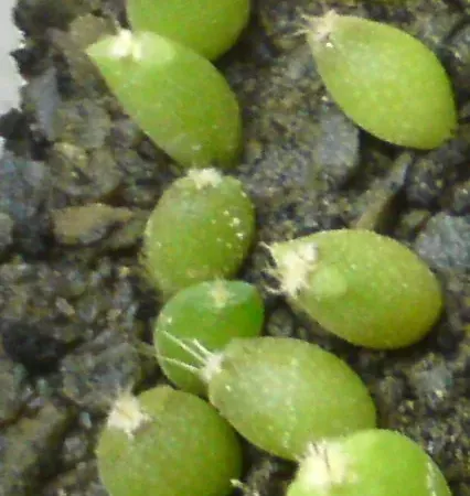 Foto von Bischofsmütze (Astrophytum coahuilense).