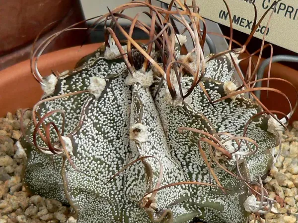 Foto von Bischofsmütze (Astrophytum capricorne).