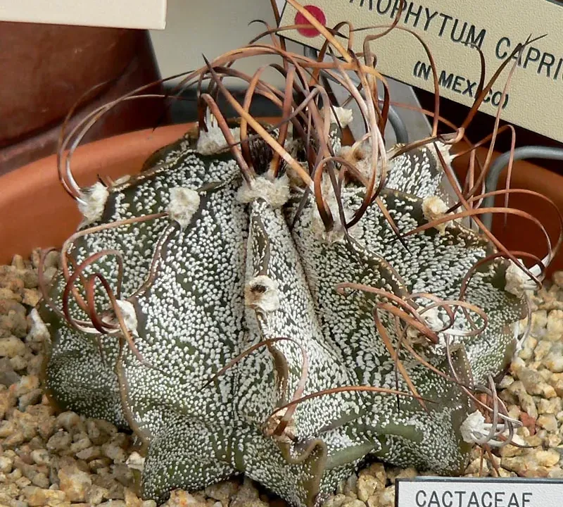 Foto von Bischofsmütze (Astrophytum capricorne).