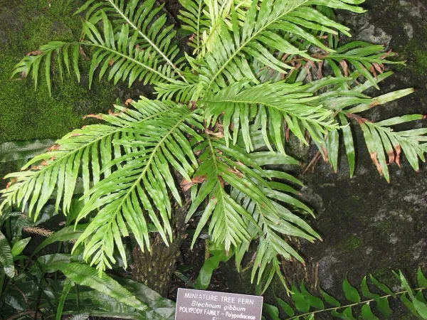 Foto von Blechnum (Blechnum gibbum).