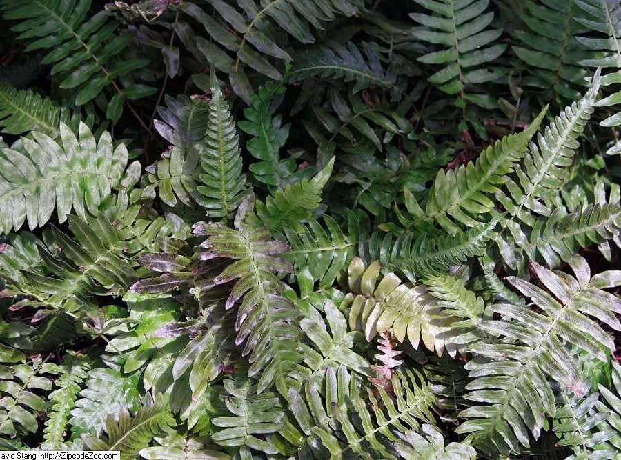 Foto von Blechnum (Blechnum occidentale).