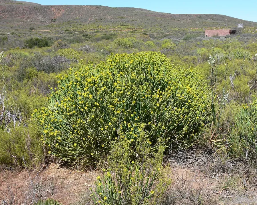 Foto von Bleistiftkaktus (Euphorbia mauritanica).