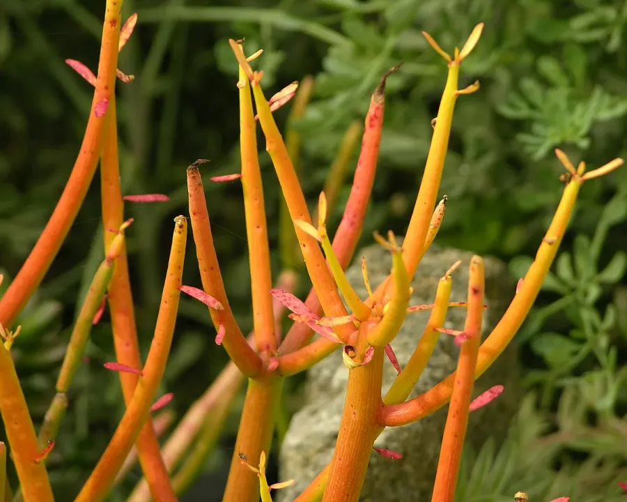 Foto von Bleistiftkaktus (Euphorbia tirucalli).