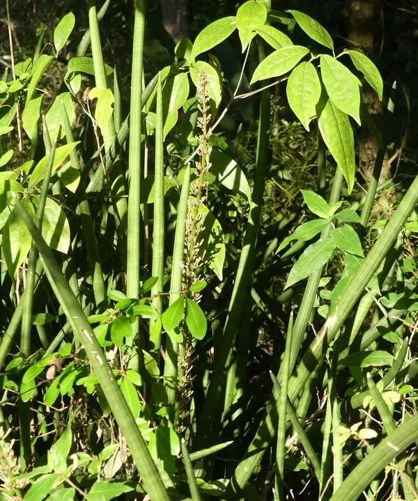 Foto von Bogenhanf (Dracaena angolensis).