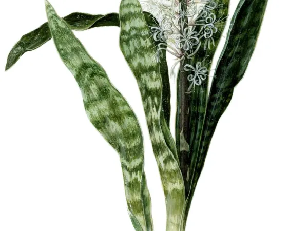 Foto von Bogenhanf (Sansevieria hyacinthoides).