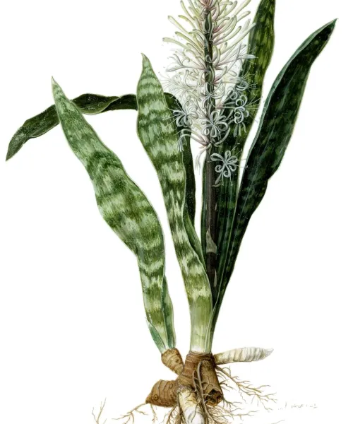 Foto von Bogenhanf (Sansevieria hyacinthoides).