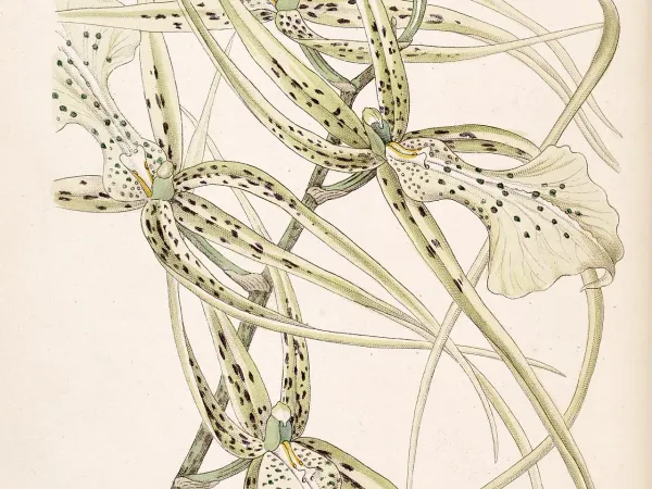Foto von Brassia (Brassia verrucosa).