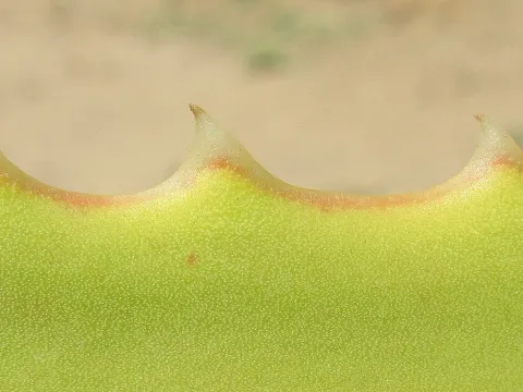 Foto oder Aufnahme zum Pflanzenproblem: Braune Blattränder.