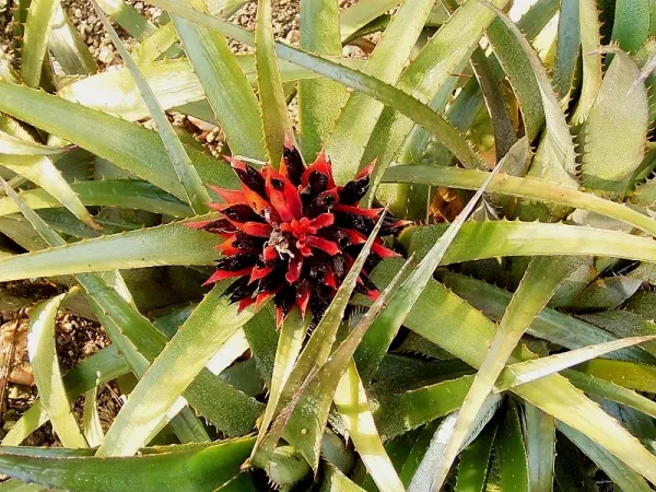 Foto von Bromelie (Aechmea recurvata).