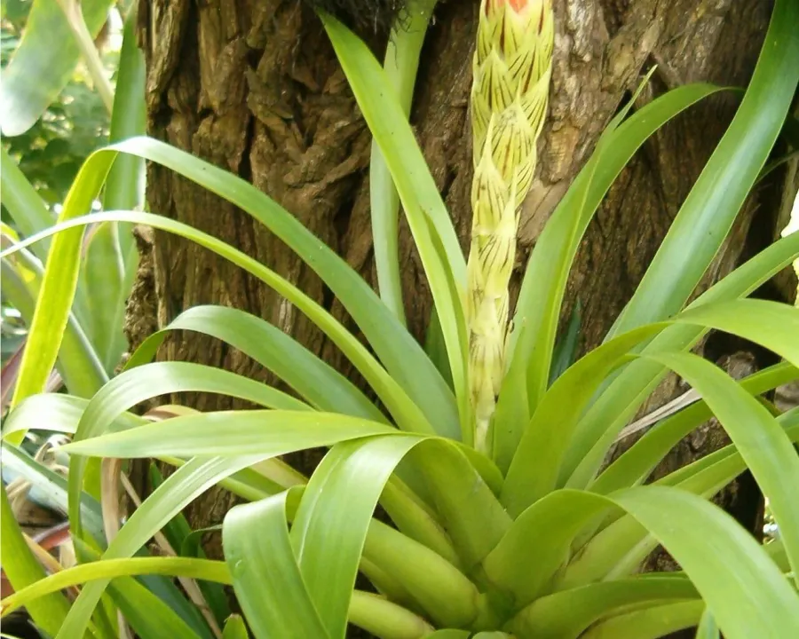 Foto von Bromelie (Guzmania monostachia).