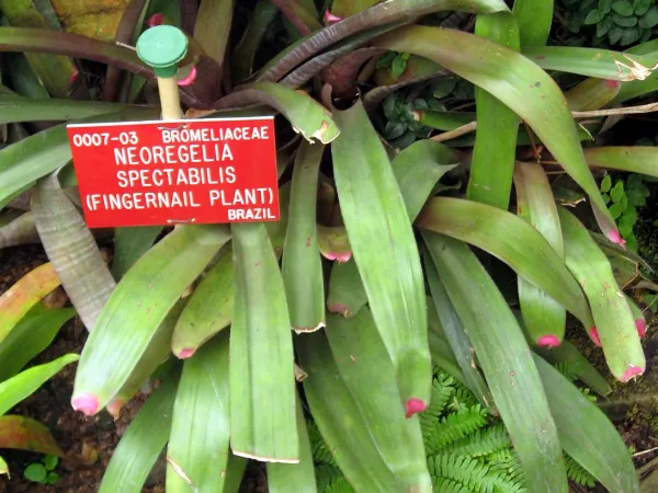 Foto von Bromelie (Neoregelia spectabilis).