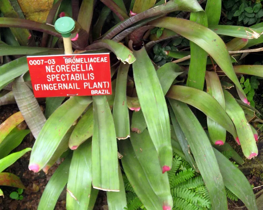 Foto von Bromelie (Neoregelia spectabilis).