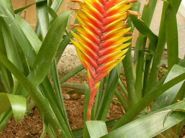 Foto von Bromelie (Vriesea carinata).
