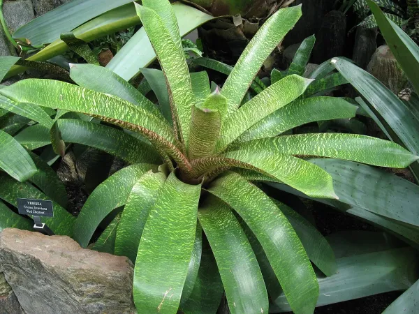 Foto von Bromelie (Vriesea fosteriana).