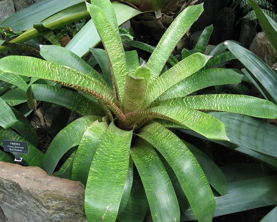 Foto von Bromelie (Vriesea fosteriana).
