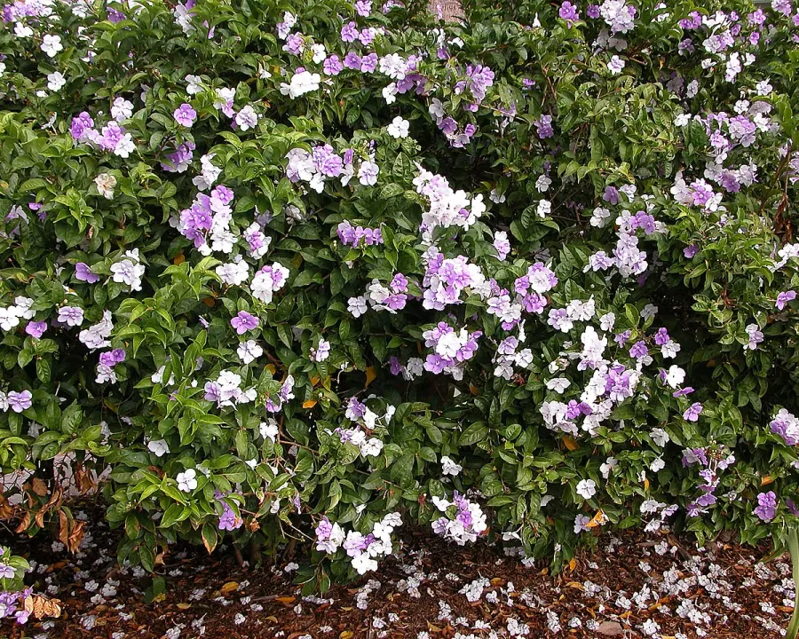 Foto von Brunfelsia (Brunfelsia pauciflora).