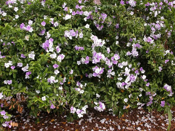 Foto von Brunfelsia (Brunfelsia pauciflora).