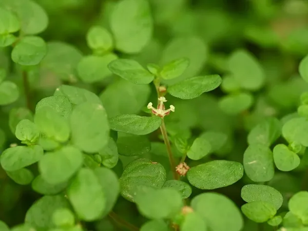 Foto von Bubikopf (Soleirolia soleirolii).