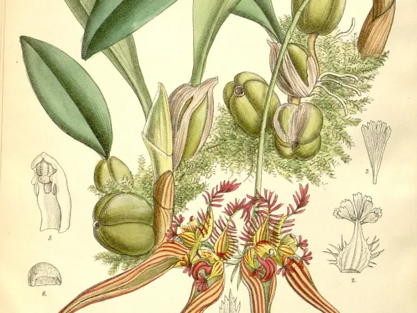 Foto von Bulbophyllum (Bulbophyllum wendlandianum).