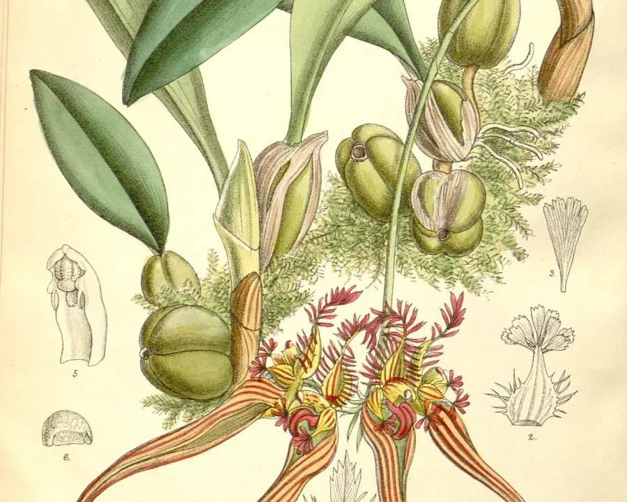 Foto von Bulbophyllum (Bulbophyllum wendlandianum).