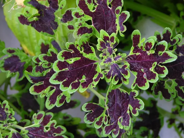 Foto von Buntnessel (Coleus scutellarioides).